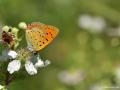 Lycaena ottomanus (Osmanlıateşi)